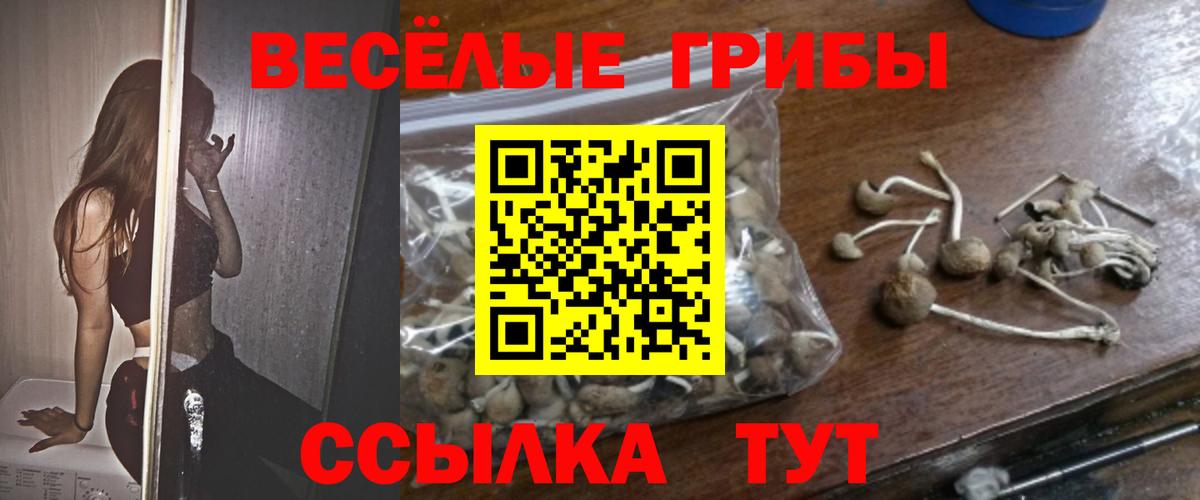 Волжск  Псилоцибиновые грибы Cubensis  что такое наркотик  Псилоцибиновые грибы прущие грибы  Вход с VPN 